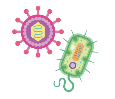 Bakterijos ir virusai