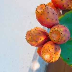 Stambiavaisis dygliuotasis kaktusas
