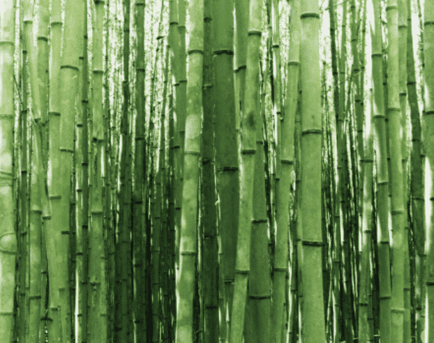 Bambuko ekstraktas